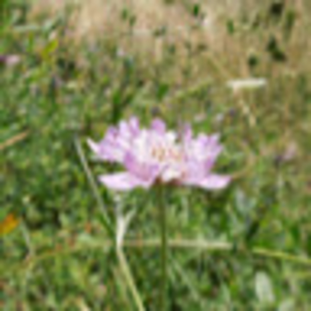 Meet your Posher, Louisa